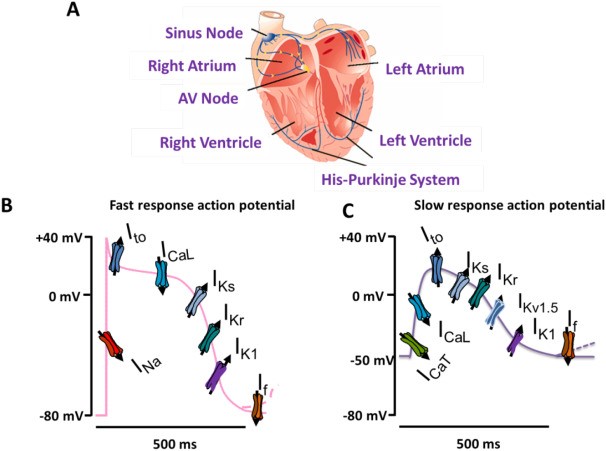The cardiac electrical conduction system and genesis of the cardiac action potential in fast-response and slow-response tissues.